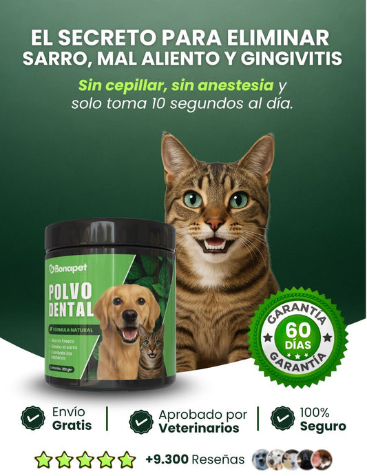 Polvo dental para gato
